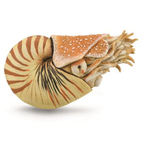 Nautilis Pompilius Replica